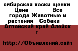 сибирская хаски щенки › Цена ­ 10 000 - Все города Животные и растения » Собаки   . Алтайский край,Алейск г.